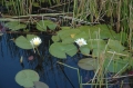 Water lilies 2